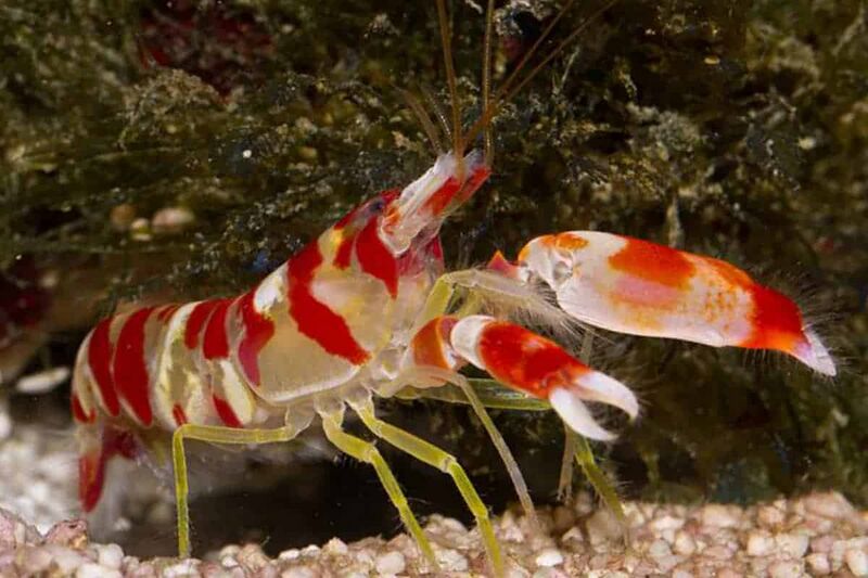 File:Pistol Shrimp.jpg