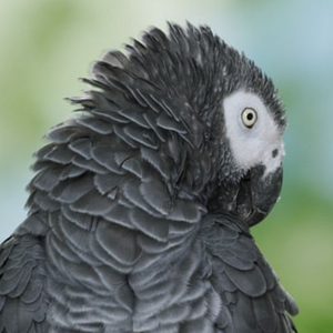 Parrot1.png