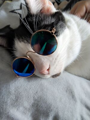 Cat wearing sunglasses.jpg