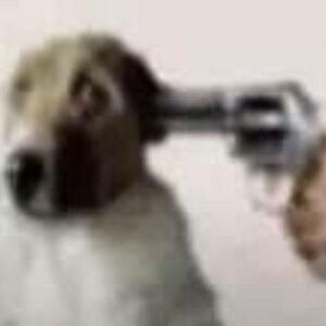 DiaSchlimdog.jpeg