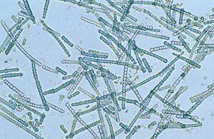 Cyanobacteria.jpg