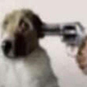 DiaSchlimdog.png
