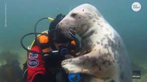 Nerpy scuba hug.webp