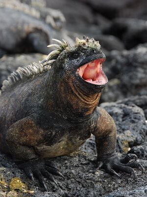 Fat Marine Iguana from wikipedia.jpg