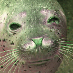 DiaTheDeviousSeal33 Helled.gif