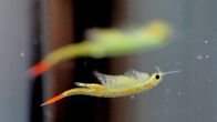 A Fairy Shrimp facing right, upside down
