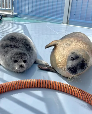 Tsuki and Yo-chan.webp