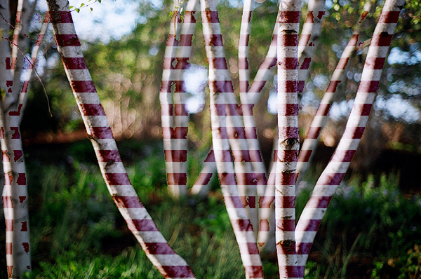Candy tree - The Wiki Camp 2