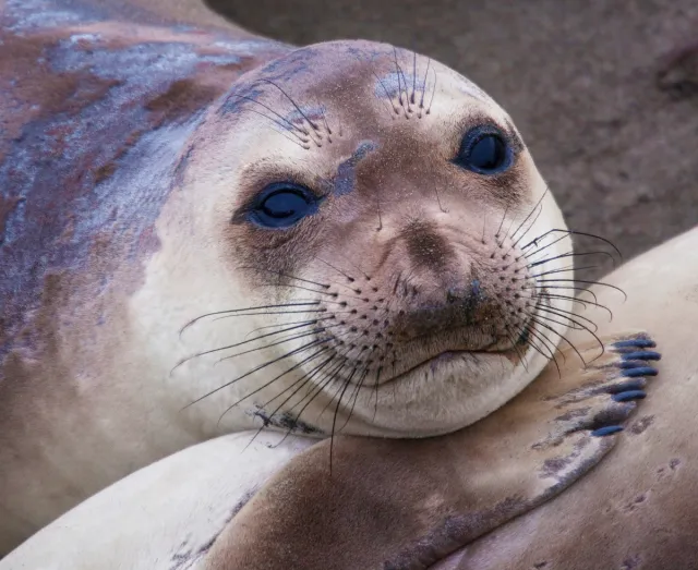 File:Girly elephant seal.webp