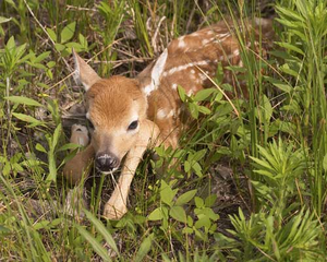 Fawn, a baby deer.png
