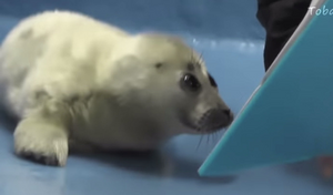Visuallearnertheseal.png