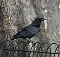 Raven (Corvus corax)