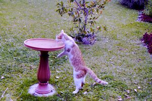 Cat Avondale (8346586119).jpg