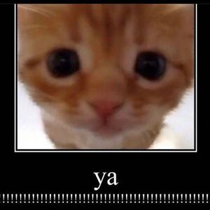 Ya cat.jpeg
