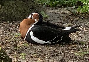 Red-breasted goose.JPG