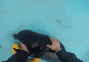 Kroshik's dog days.gif