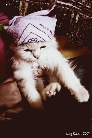 Pretty cool, huh What do you think 2 (2957969404).jpg