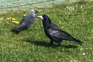 Crows.png
