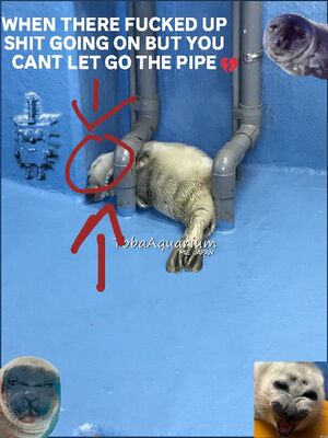 Pipe.jpg