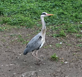 Grey heron (Ardea cinerea)