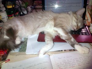 La Gata Durmiente.jpg