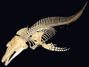Grampus griseus Skeleton.jpg