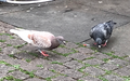Rock dove (Columba livia)