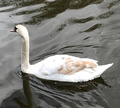 Mute swan (Cygnus olor)