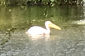Great white pelican (Pelecanus onocrotalus)