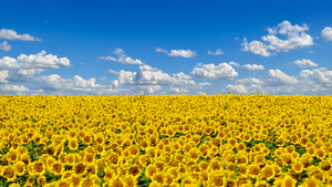 Ukraine Sunflowers.png