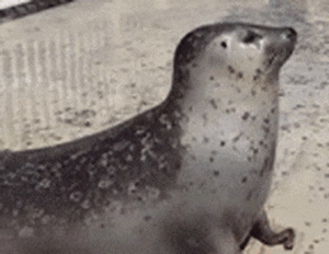 Turbo-seal-seal.gif