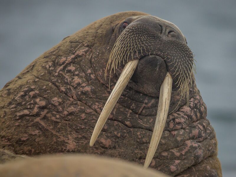 Walrus - The Wiki Camp 2