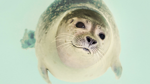 Fuckingseal.png