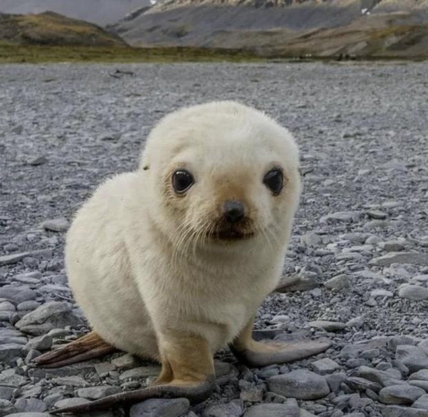 File:The menacer.png