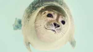 SEAL