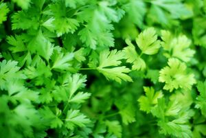 Parsley.jpg
