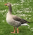 Greylag goose (Anser anser)