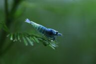 A Blue Bolt Shrimp facing right