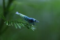 A Blue Bolt Shrimp facing right