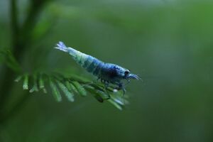 Blue Bolt shrimp.jpg