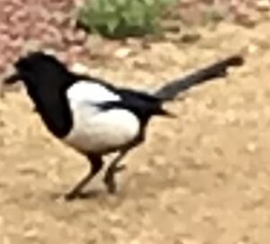Magpie2.jpeg