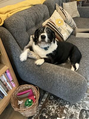 A black and white wirey furred dog named Dougie