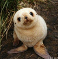 Starter Seal