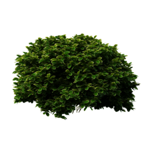 Bush.png