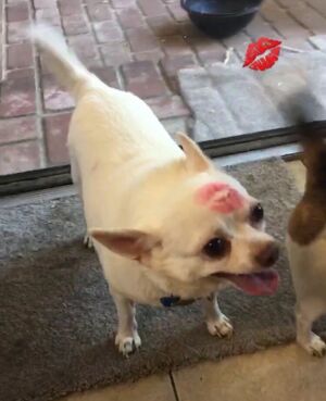 A panting white chihuahua with a red kiss mark on its forehead.