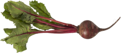 beet
