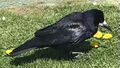 Rook (Corvus frugilegus)