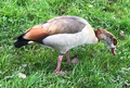 Egyptian goose (Alopochen aegyptiaca)