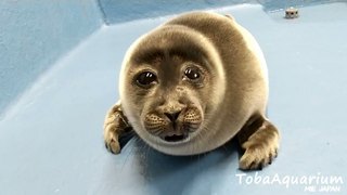 A seal on Nintendo GameCube.