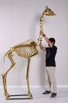 A giraffe skeleton right next to a model of a giraffe